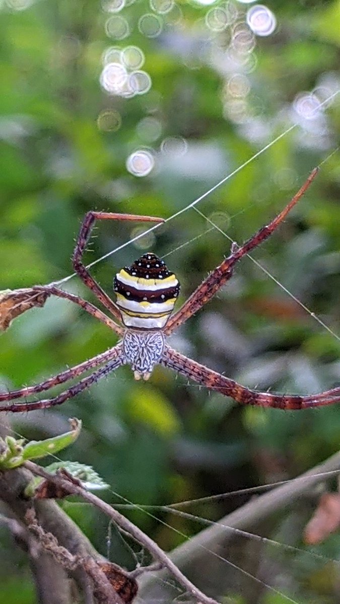 Janakdhungana95's tweet photo. Mobile photography
#mobilephotography
#NaturePhotography
#spider
#rediminote8
#❤❤❤❤ https://t.co/pswVoEP6ZH