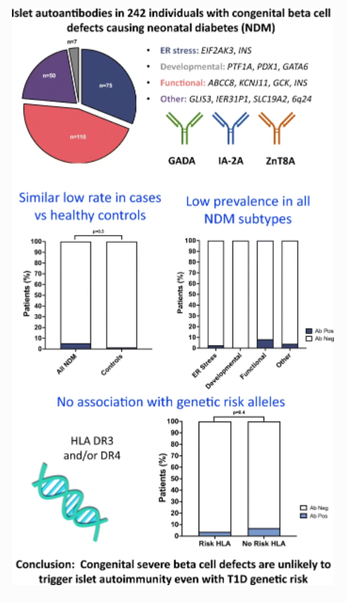 DiabetologiaJnl's tweet photo. .@BeccaClare90 et al show islet autoantibodies very rare in monogenic neonatal diabetes, even with HLA risk or in cases with extreme beta cell ER stress @ExeterMed @diabetesgenes @RAOram @mbjohnson_ #ExeterDiabetes https://t.co/VbSgNr4Hm7🔓 https://t.co/9d5o5whgFn