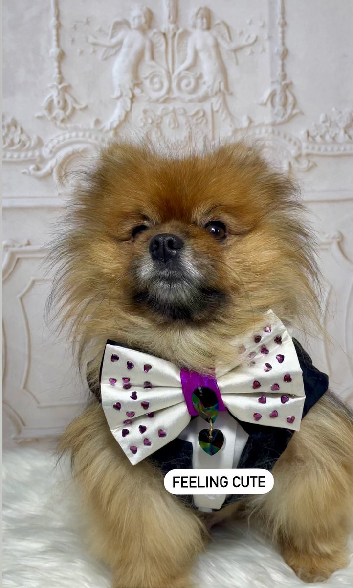 Check out my insta #doglovers #dogs #dogsoftwitter #fashion