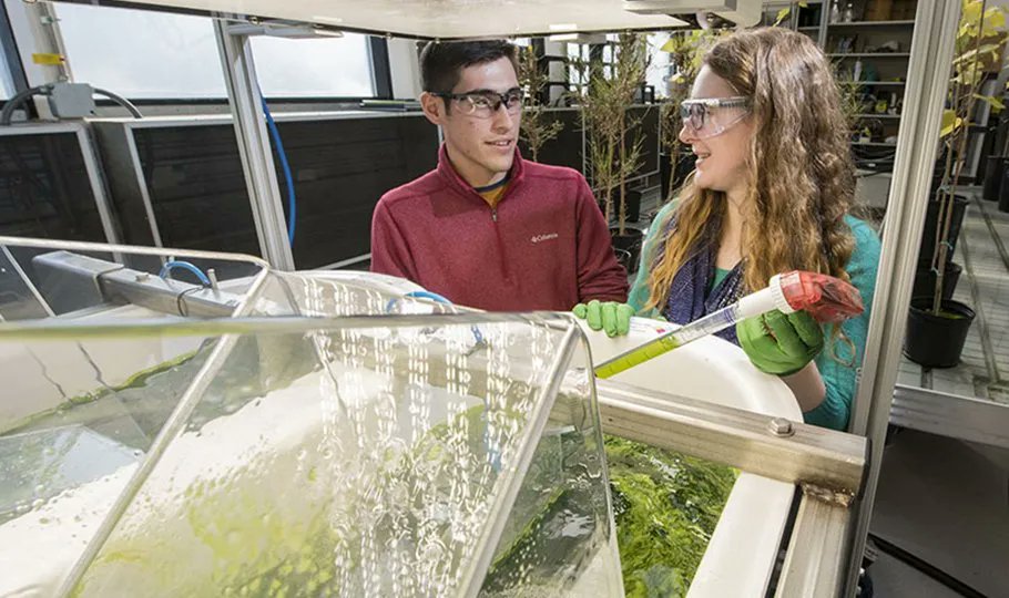 Algae Biomass Org. tweet media