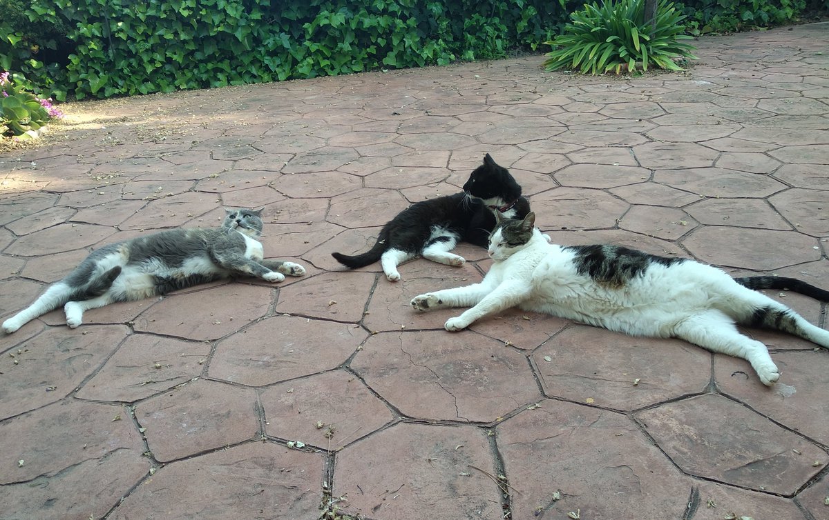 Maria_CD94's tweet image. Yo sentándome un ratito en el jardín sola. A los pocos minutos todos mis gatos: