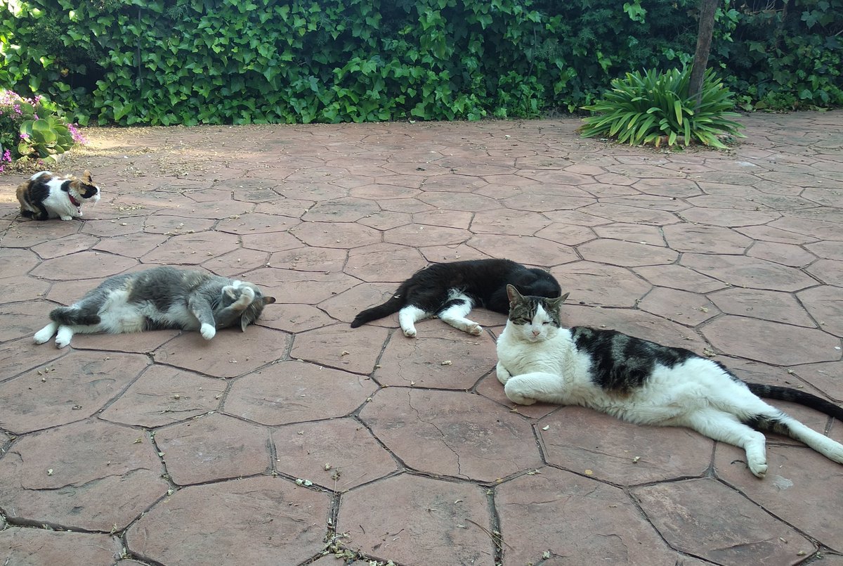 Maria_CD94's tweet image. Yo sentándome un ratito en el jardín sola. A los pocos minutos todos mis gatos: