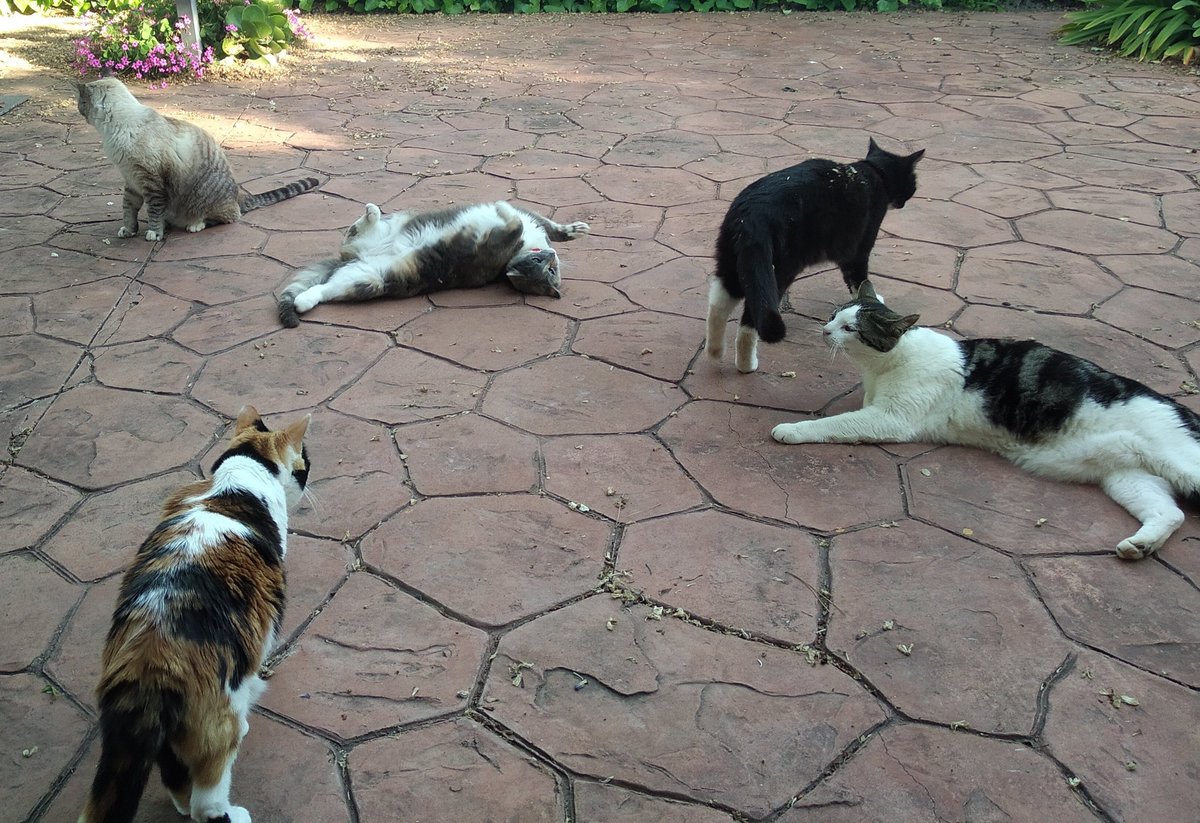 Maria_CD94's tweet image. Yo sentándome un ratito en el jardín sola. A los pocos minutos todos mis gatos: