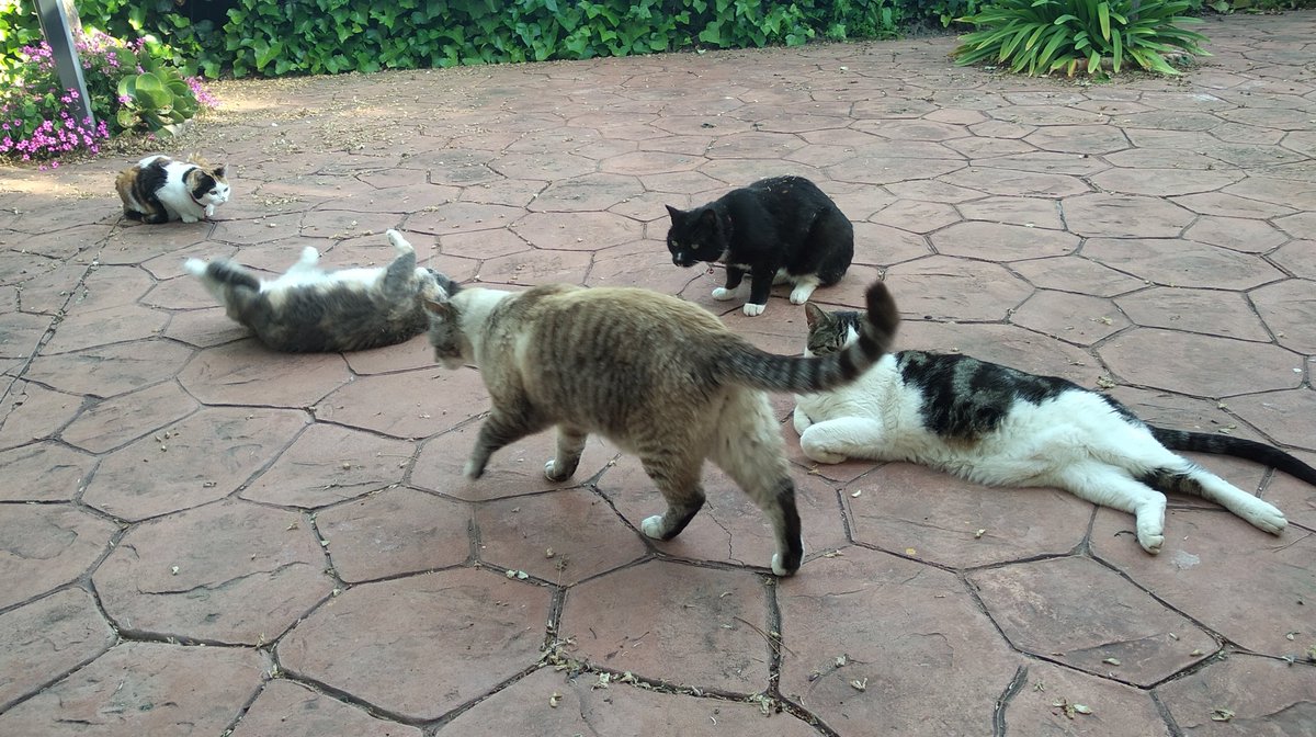 Maria_CD94's tweet image. Yo sentándome un ratito en el jardín sola. A los pocos minutos todos mis gatos: