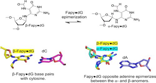 benny_ry's tweet photo. Excited to share my first, first author publication in @J_A_C_S. We were able to elucidate the structural dynamics of the elusive Fapy•dG lesion. A great collaboration between our lab and @JHUChemistry! 

https://t.co/IGCybCTrAX https://t.co/cu0SMJDWLR