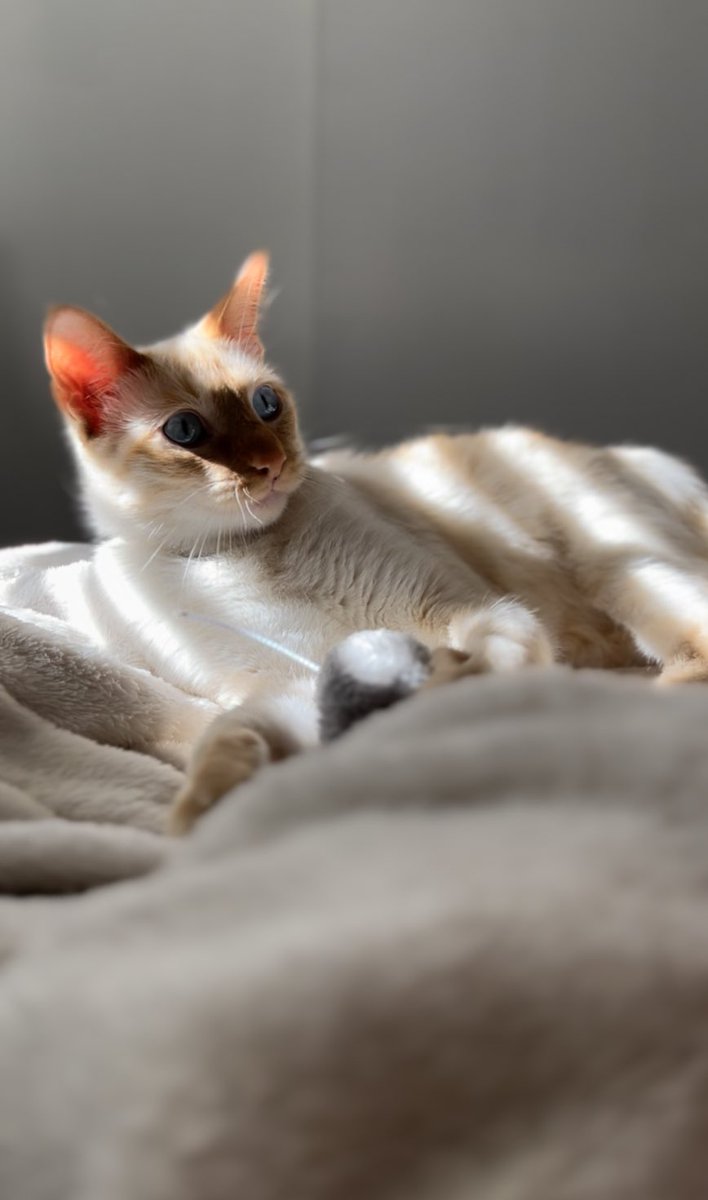 mycatnug's tweet photo. Looking for new friends! 🫠 #CatsOfTwitter https://t.co/1OZsZOkTkI