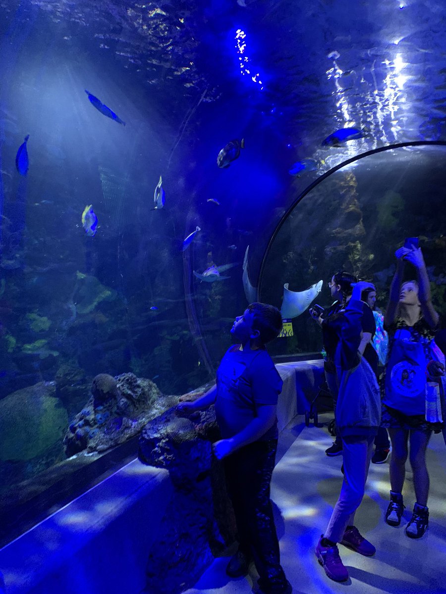 LuxSCounselor's tweet photo. Great day exploring and learning at the aquarium … @LuxfordES @nprj2010 @LangstonLMS @KravchakTeach https://t.co/fcft20GyLX