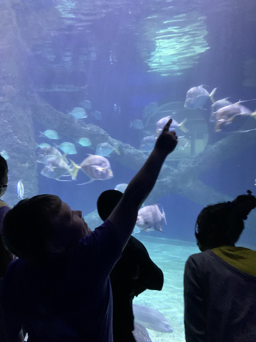 LuxSCounselor's tweet photo. Great day exploring and learning at the aquarium … @LuxfordES @nprj2010 @LangstonLMS @KravchakTeach https://t.co/fcft20GyLX