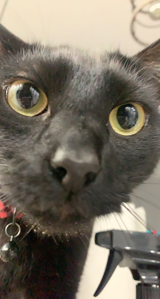 stinkthecat's tweet photo. do yuo ,liek my crumbe beerd https://t.co/peXkyl8wpt