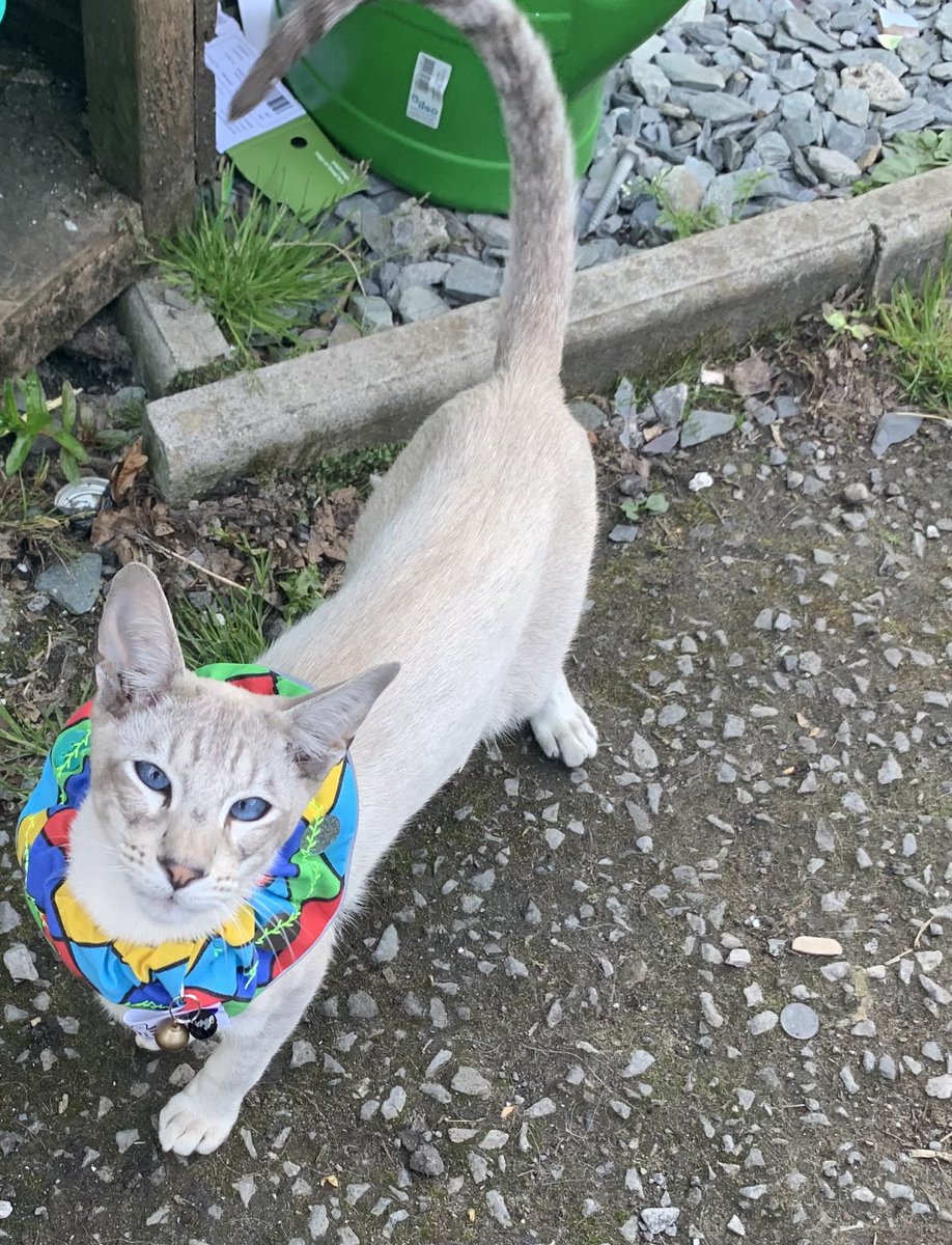 gwynsue1's tweet photo. I don’t care if it’s Givenchy Take it off! #cats #birdproof https://t.co/0H8TE3yDBY
