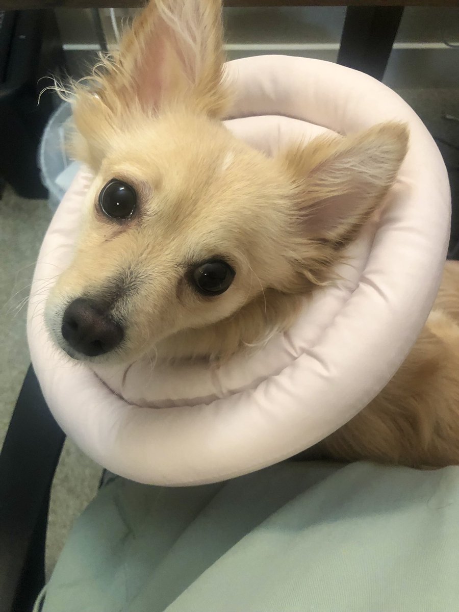 shinheecodey's tweet photo. @izaye_visuals I hope you feel better, Izzy! I just recovered from covid this past week too 😢. Stay hydrated, and take lots of naps! https://t.co/Gp9XF1rpnF