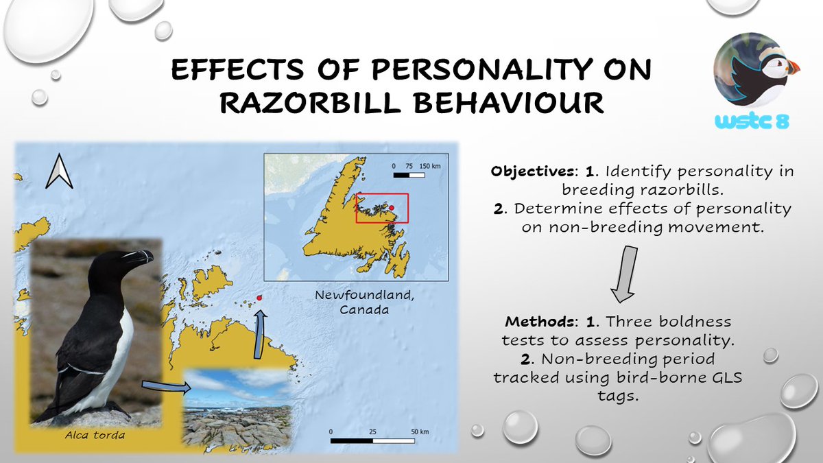 LegardMatthew's tweet photo. (1/4) #WSTC8 #BehaSesh2 Personality is common in animals and can influence behaviour, with boldness being the most studied trait. Growing research on seabird personality. We studied adult razorbills to identify personality and its effects on behaviour including migration. https://t.co/oeYTIquefN