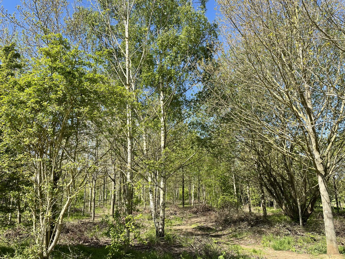 Rach_Archaeo's tweet photo. Brilliant morning exploring the partnership working between @WoodlandTrust and @BeltonHouseNT. Connecting Grantham’s Historic Landscapes. https://t.co/DUu5QbP5lC