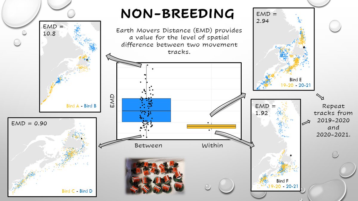 LegardMatthew's tweet photo. (3/4) #WSTC8 #BehaSesh2 Spatial comparisons (EMD) show a high range of between-individual variation, but 2 ‘shy’ birds with repeat tracks have high consistency among years. Further tag retrieval will determine how/if boldness influences individual consistency in space use. https://t.co/dF5sCjDFU2