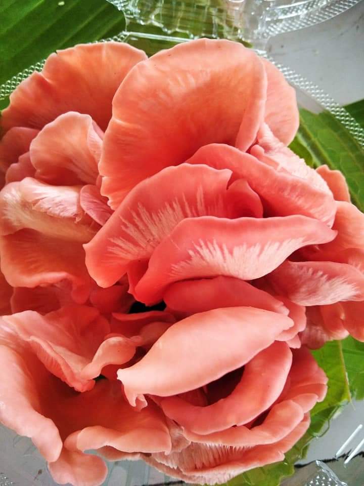 Patcharidalau's tweet photo. https://t.co/AjBPJVuwoh
เห็ดนางนวลสีชมพู 🍄🍄🍄ออกงาม อลังการเชียวค่ะ เชิญแวะชมฟาร์มเห็ดกลางบ้าน ปทุมธานีค่ะเฉพาะ  เสาร์อาทิตย์นะค๊ะ.มีกิจกรรมดีๆ สนุกสนานนะค๊ะ.🍄🍄🍄😁😁😁👍👍 https://t.co/vq8XGyFKXE