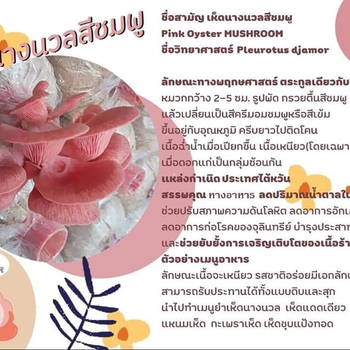 Patcharidalau's tweet photo. https://t.co/AjBPJVuwoh
เห็ดนางนวลสีชมพู 🍄🍄🍄ออกงาม อลังการเชียวค่ะ เชิญแวะชมฟาร์มเห็ดกลางบ้าน ปทุมธานีค่ะเฉพาะ  เสาร์อาทิตย์นะค๊ะ.มีกิจกรรมดีๆ สนุกสนานนะค๊ะ.🍄🍄🍄😁😁😁👍👍 https://t.co/vq8XGyFKXE