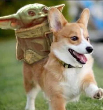 In case you’re struggling to tell them apart, @markhamill is the cute and fluffy one