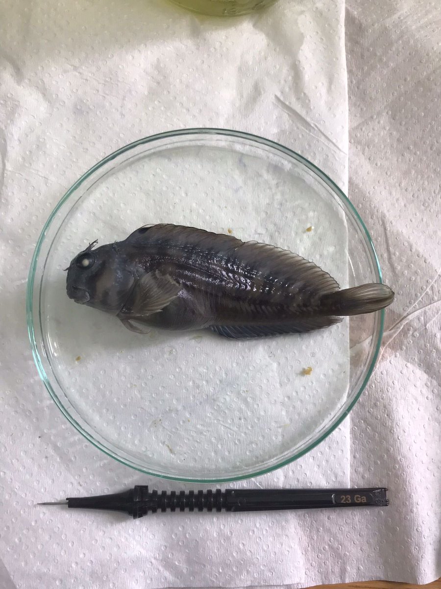 LabitiL's tweet image. Ignacio Salazar es estudiante de biología Marina UV y se encuentra haciendo su Seminario de investigación en edad y crecimiento de la borrachilla de Juan Fernández Scartichthys variolatus
@ictiologia @ale_subelab @CostarR4