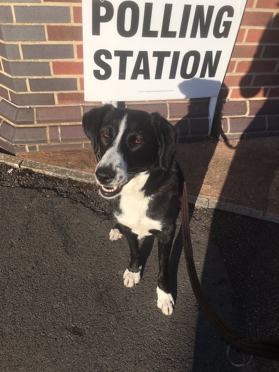 Sofia has exercised her democratic right to have an impromptu walk and some random sniffing around. #dogsatpollingstations
