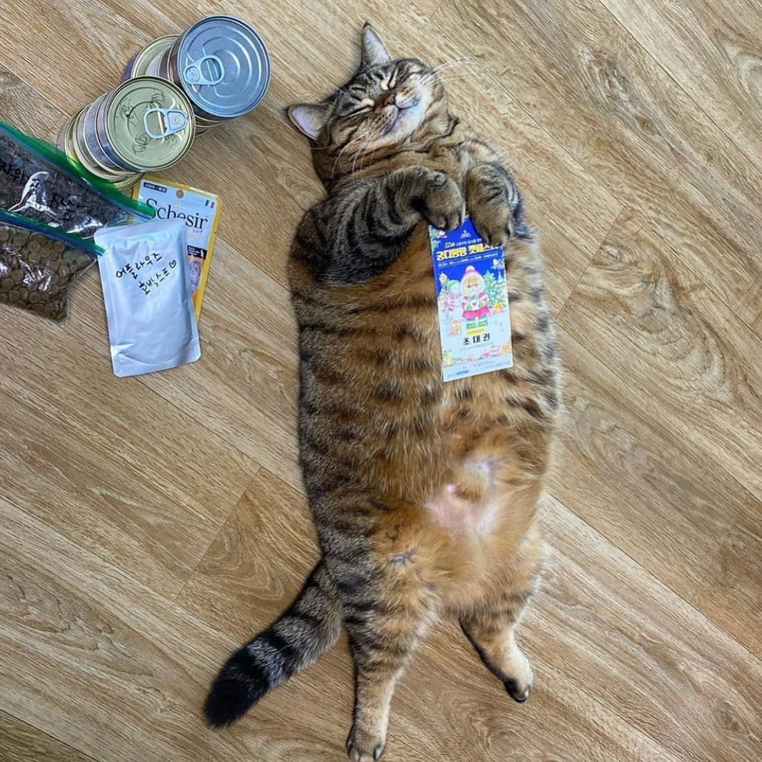 TranslatedCats's tweet photo. When mom asks where all the money goes. https://t.co/MwtcPeQy9u