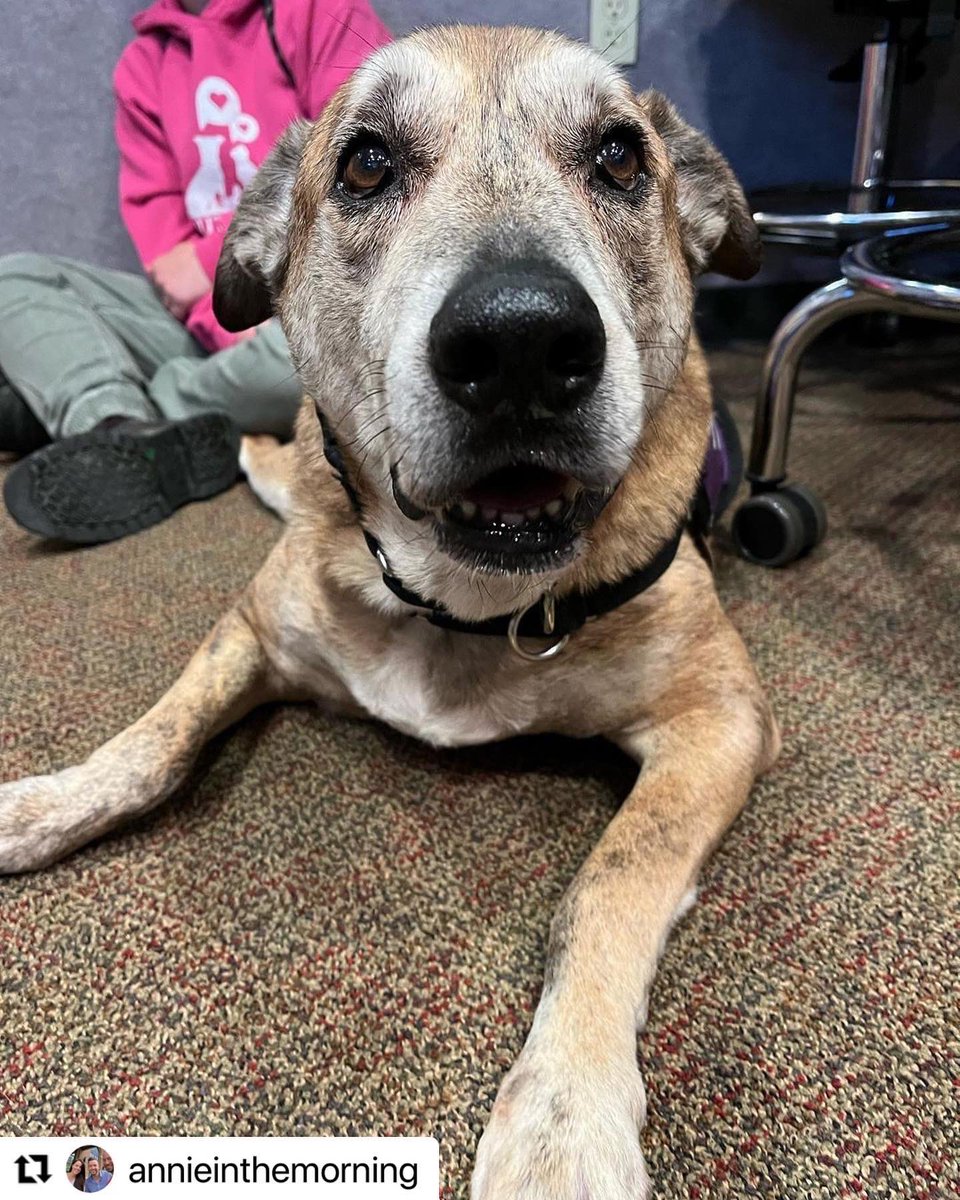 Annie &amp; Ryans pet of the week: SCOOBY❤️ An estimated 5 year old stray from out of county. Scooby is so sweet and brings calm energy. Perfect for an adventure or a night of Netflix. 
Scooby is up for adoption at the <a href="/DCSPCA/">Dutchess County SPCA</a> ❤️🐾
.