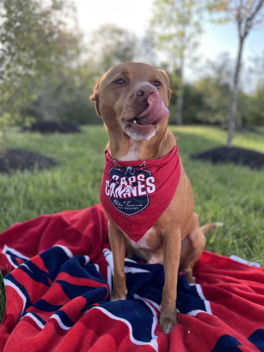 OshPup77's tweet photo. I am hungry for some PANTHERS! 
LET’S GO CAPS! 💙❤️🏒🥅

#ALLCAPS #ROCKTHERED #BELIEVE #LETSGOCAPS #CAPSCANINES #CAPSPETS #nhlplayoffs2022 @NoVa_Caps @NBCSCapitals @Capitals https://t.co/bSVro5HlLh