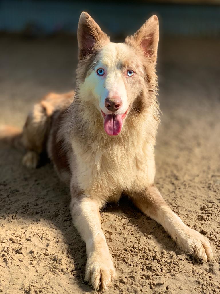 We introduced ROCK 💙 with those eyes that you melt into. He asked we shared another photo in the hope him &amp; some of his friends may find a 🏡 of their own

We have over 100 collies at our rescue in Pembrokeshire Wales 🇬🇧 
Please help us by a RT, just one RT can change a life