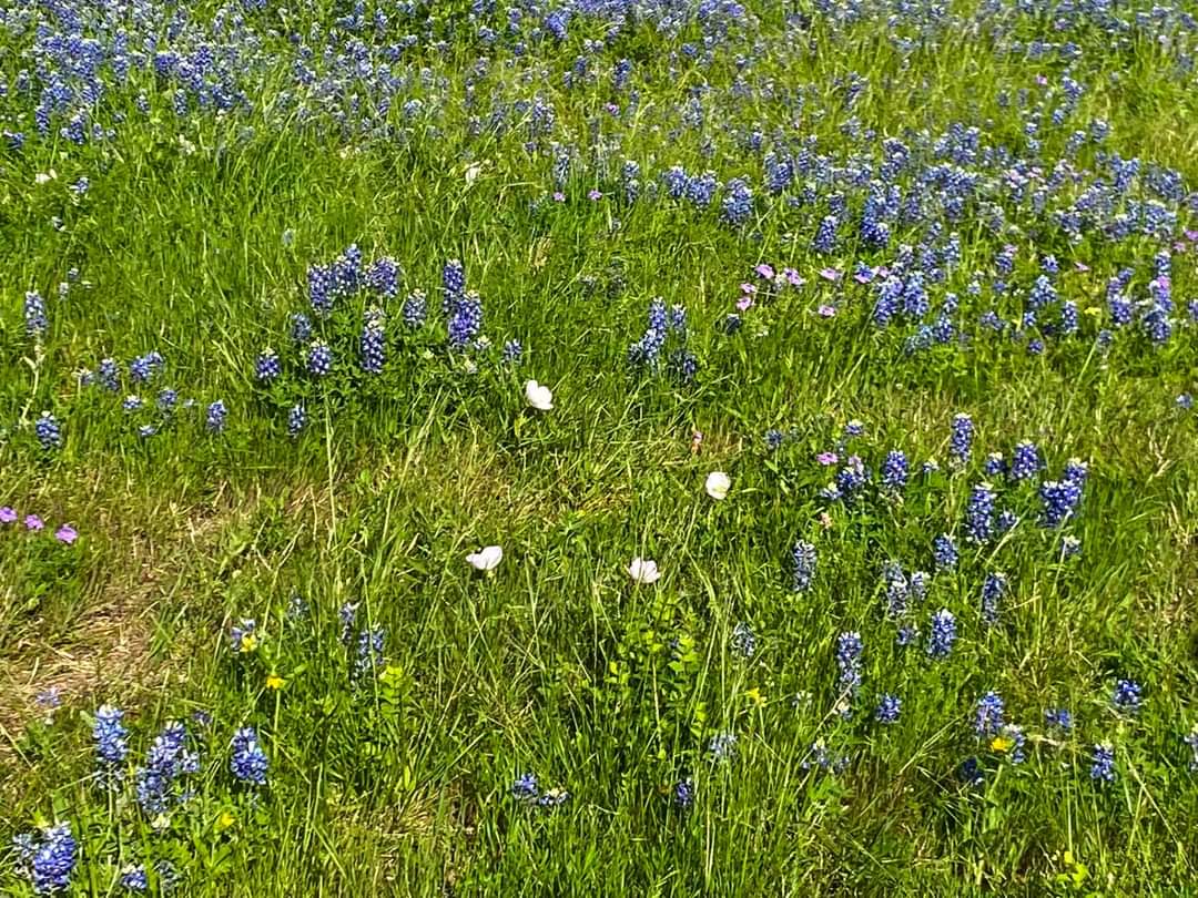 rmorrisondcool1's tweet photo. 💙Texas Bluebonnets: A little bit of God's gifts to Texas💙
#SaveOurChildren #MayYouBeBlessedWithEnough
#LoveOverHate #HateIsNotAnOption https://t.co/iLa9sz212M