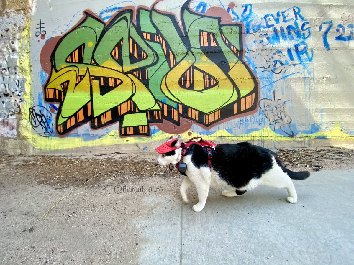 thatcat_pluto's tweet photo. On my way to see what this Concrete Coyote is all about. 
#adventurecat #tuxedocatsrule #catinthehat #blackcatlovers https://t.co/W8eMcRr7cv