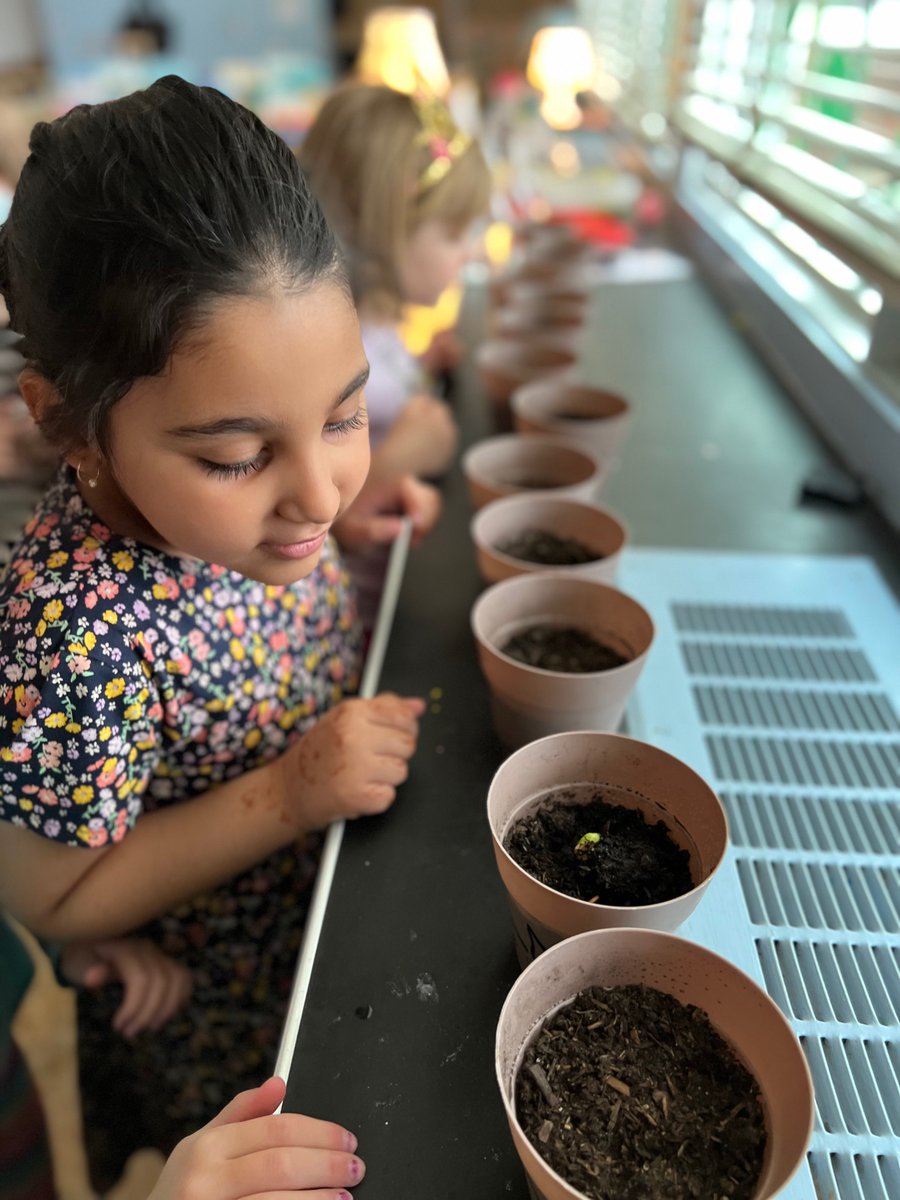 Today in Kindergarten, the students were excited to see their 🌻 beginning to grow!