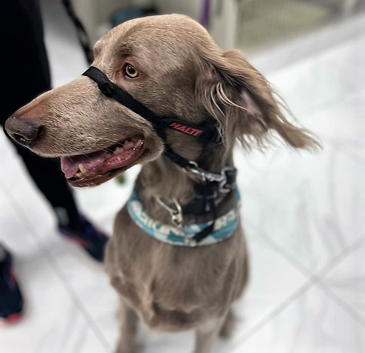 DrEllenKinzl's tweet photo. More of Portland, this time doing her Beyonce pose.
.
.
#windswept #modeldogs #torontodogs #weimaraner #silver #singit #libertyvillage #lemonade https://t.co/J31BYdkXAl