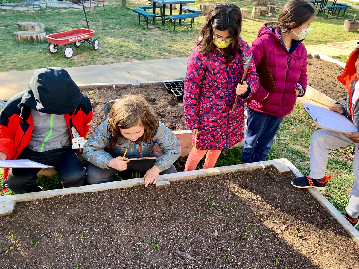 HUGE updates on our Planting Peas(ce) Expedition! Students have been taking turns watering, weeding, and measuring our peas so we’re all proud to watch their growth! Time spent in the outdoor classroom also plants peace in their daily schedule. 💚 <a target='_blank' href='http://twitter.com/CampbellAPS'>@CampbellAPS</a> <a target='_blank' href='http://twitter.com/CampbellOutside'>@CampbellOutside</a> <a target='_blank' href='https://t.co/HbppLAQe9i'>https://t.co/HbppLAQe9i</a>