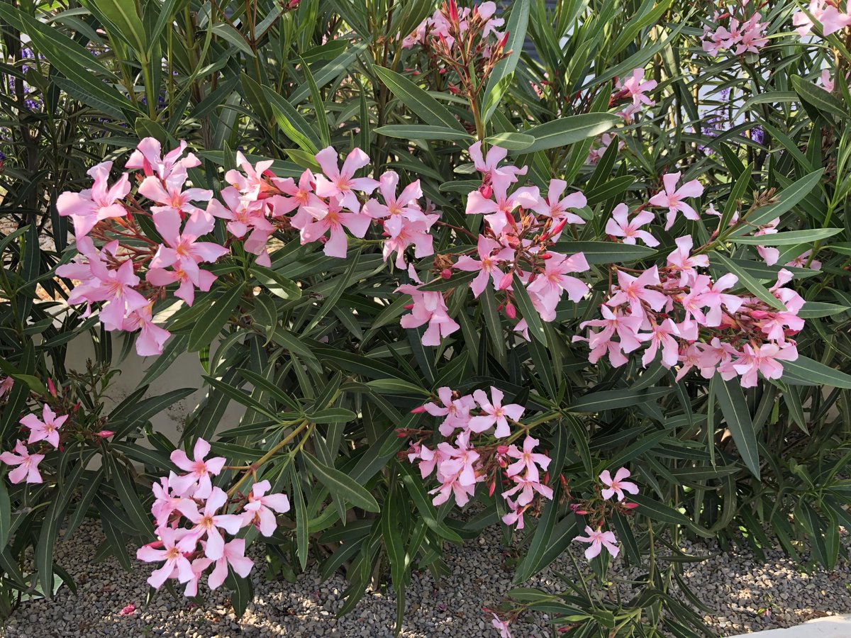 LanaLovell's tweet photo. Great day for a walk https://t.co/RXZn4PV5sk