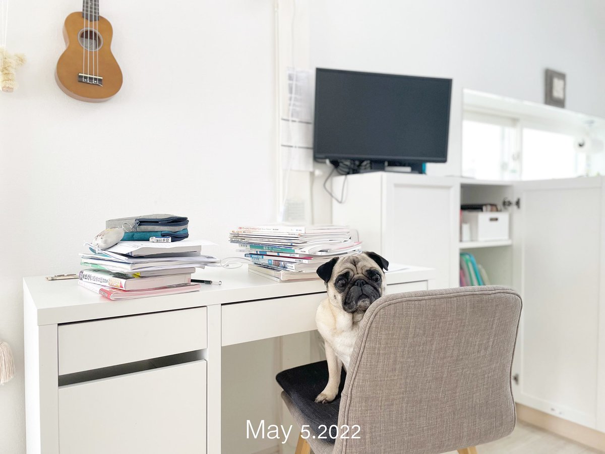 moncome's tweet photo. 兄ちゃん学校いくの!?
GW合間の平日、もう休みでいいじゃんね😂
#310Chuck #pug #dog #犬 #パグ https://t.co/czMcf5jNIj