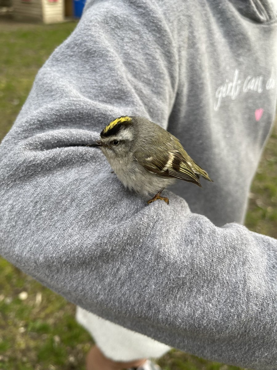 ReneeRoberts9's tweet photo. @BillericaAC  any advice on what to do with a lost baby bird? https://t.co/fnLYaCy4Lw