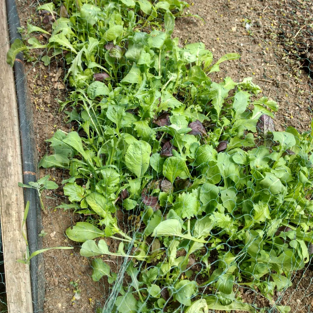 SupplementaryEd's tweet photo. First crop of peppery salad leaves and radishes @STGPSCamberwell Ok 4 radishes isn't quite a crop but we planted another two rows today π₯@capital_growth from #plot2plate @goodtogrowUK @RHSSchools @LPFKiddiesClub https://t.co/W1bYrKzzmm