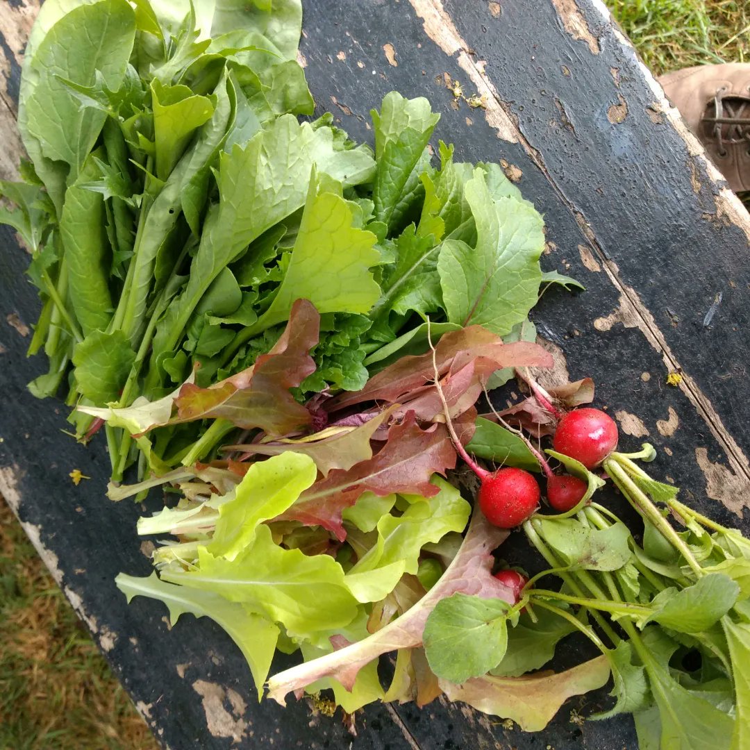 SupplementaryEd's tweet photo. First crop of peppery salad leaves and radishes @STGPSCamberwell Ok 4 radishes isn't quite a crop but we planted another two rows today π₯@capital_growth from #plot2plate @goodtogrowUK @RHSSchools @LPFKiddiesClub https://t.co/W1bYrKzzmm