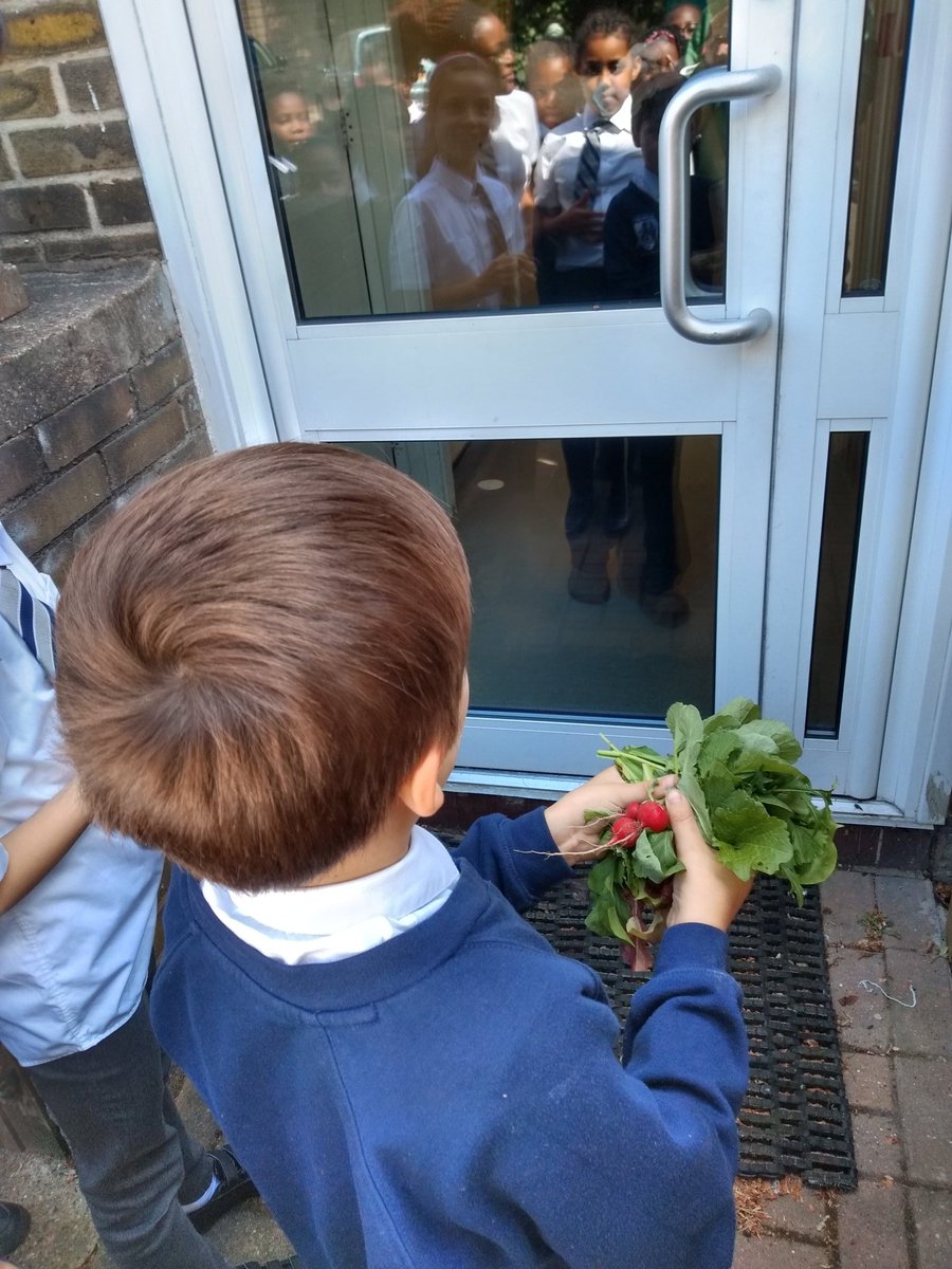 SupplementaryEd's tweet photo. First crop of peppery salad leaves and radishes @STGPSCamberwell Ok 4 radishes isn't quite a crop but we planted another two rows today π₯@capital_growth from #plot2plate @goodtogrowUK @RHSSchools @LPFKiddiesClub https://t.co/W1bYrKzzmm