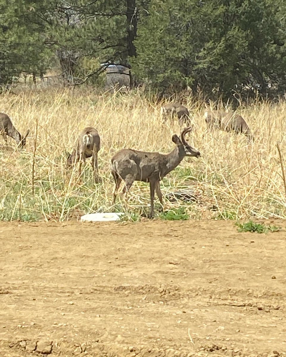 FredEichler's tweet photo. Michele took this picture of these deer right in front of our new lodge. Nice to see young bucks in velvet.
@BassProShops @Cabelas @TrackerOff
#everythingeichler #fulldrawoutfitters #hunting #deer #lodge #ranch #tracker #trackeroffroad #bassproshops #cabelas https://t.co/lWqwg6n5XO