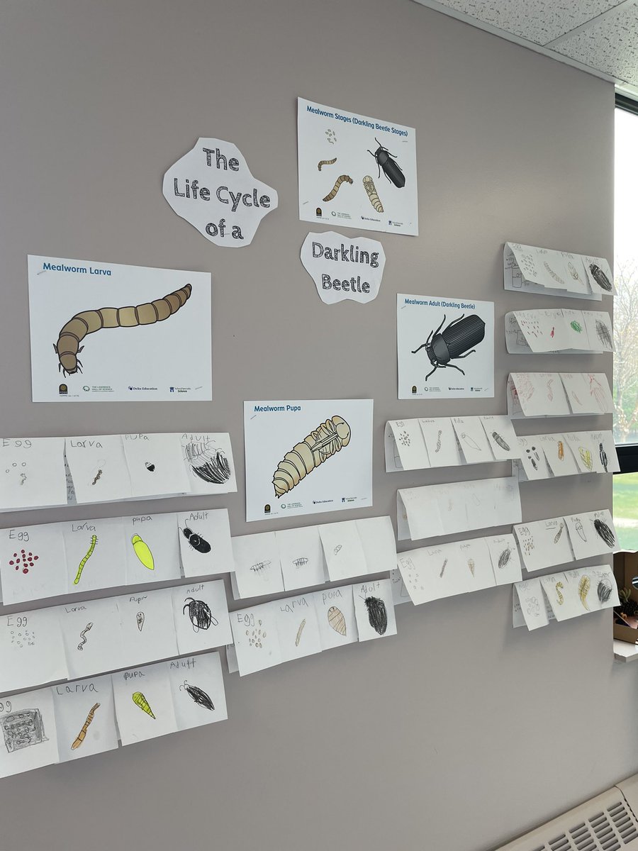 mrladukeBSD's tweet photo. So much fun displaying some of the amazing learning happening in 2nd Grade at our Steere Farm Curriculum Showcase night. @DrLyonsSFE @BSDBroncos @gemsnet10 @HMHCo @TheTeacherRoom @GreatMindsEd @RIDeptEd #curriculumshowcase #SFErocks https://t.co/G5YX1Gr916