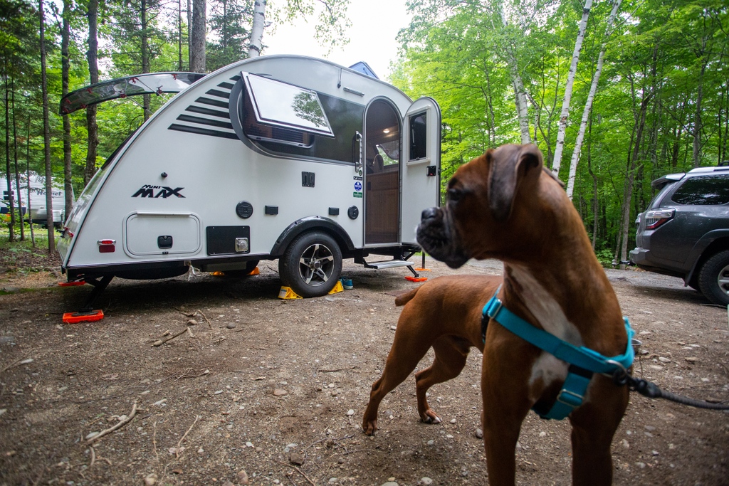 golittleguy's tweet photo. Life is better with pets!  Share your photos of your furry camping companion with us using the hashtag #mymaxtrailer on Instagram or in the comments below.  🐶

📸 Sarah Caron https://t.co/HM5TZCbrek