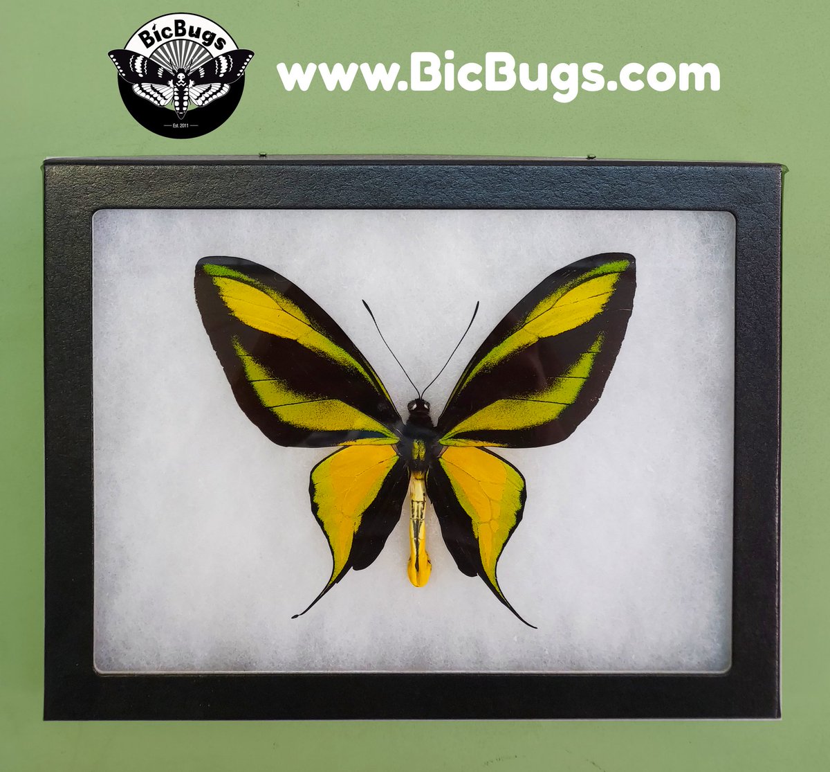 BicBugs's tweet photo. This is Ornithoptera paradisea, also known as the Butterfly of Paradise 🏝️ Their point-tailed hindwings make them unique among other Ornithoptera species. #bugfacts #entomology #insectcollection #oddities #bugs #insects #nature #butterfly #ornithoptera #rarebug #rareinsect https://t.co/PYyvXrcXEw