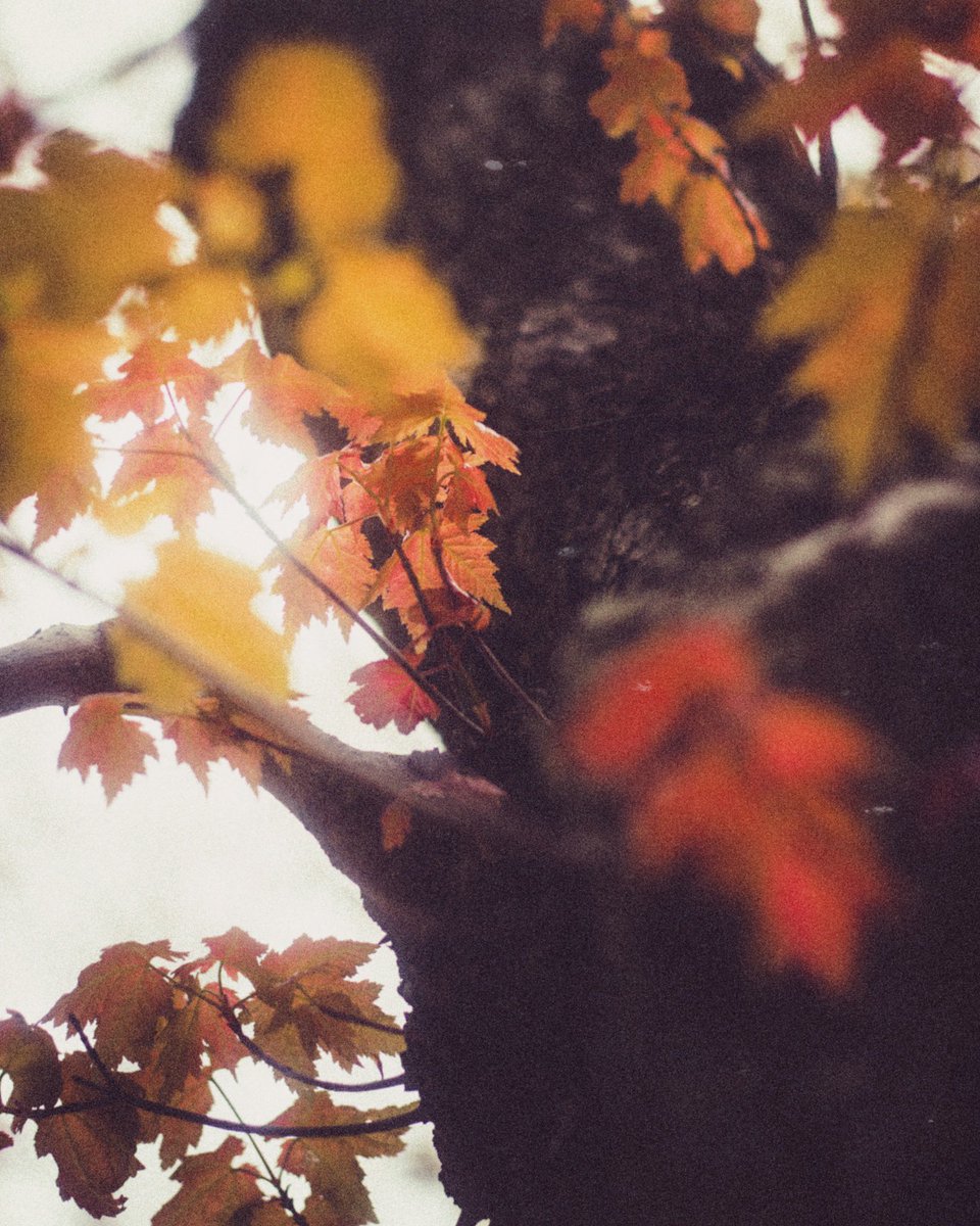 jer_welsh's tweet image. This tree missed the “It’s Spring” memo but we won’t judge them. 🍁
#greatlighting #landscape #PHOTOS