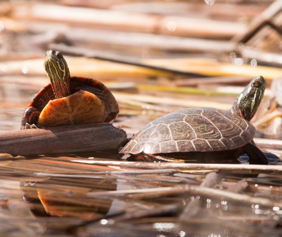 THANK YOU #HAMILTON for stepping up to the #CityNatureChallenge last weekend! We are currently in the identification phase of the challenge (running until May 8th). We will post the final results soon- stay tuned! 📸🌿🐢

#iNaturalistCanada #HamOnt