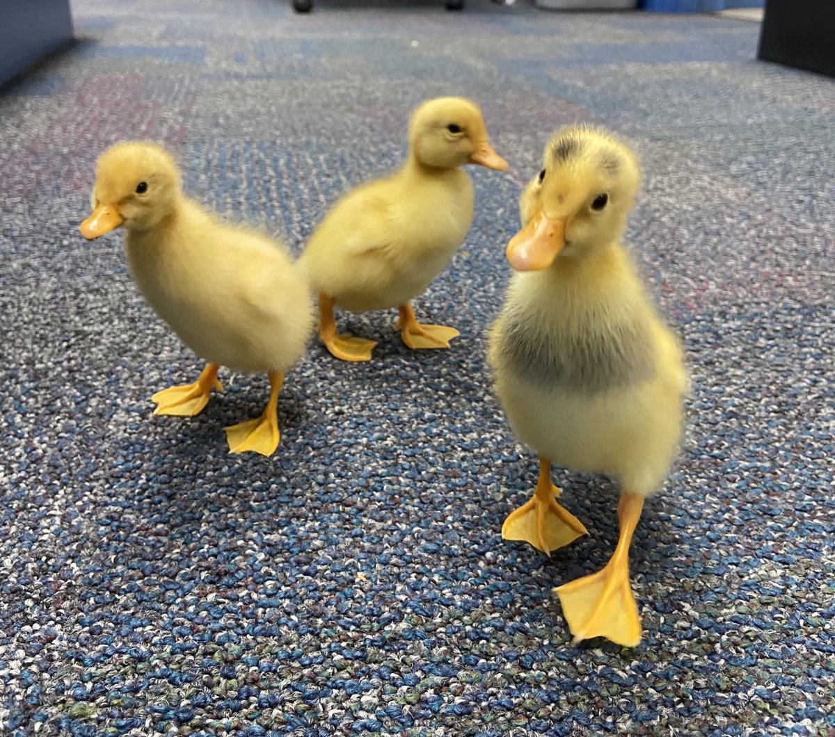 We are excited to finally meet our ducklings! <a href="/SD67News/">SD67 (Okanagan Skaha) Schools</a>