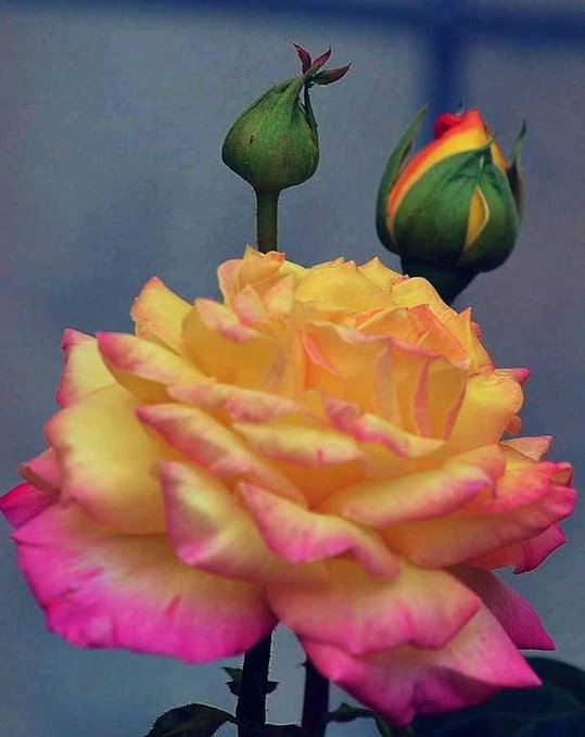 higuera_tamayo's tweet image. @Joyce45436042 #FelizTarde_Amiga 
Estoy #Desprogramado; Mi Presupuesto es Muy Limitado ; 
Tampoco Estoy Pensando En Rumbas ó Cosas de Jóvenes; 
#Lectura Es La #Opción