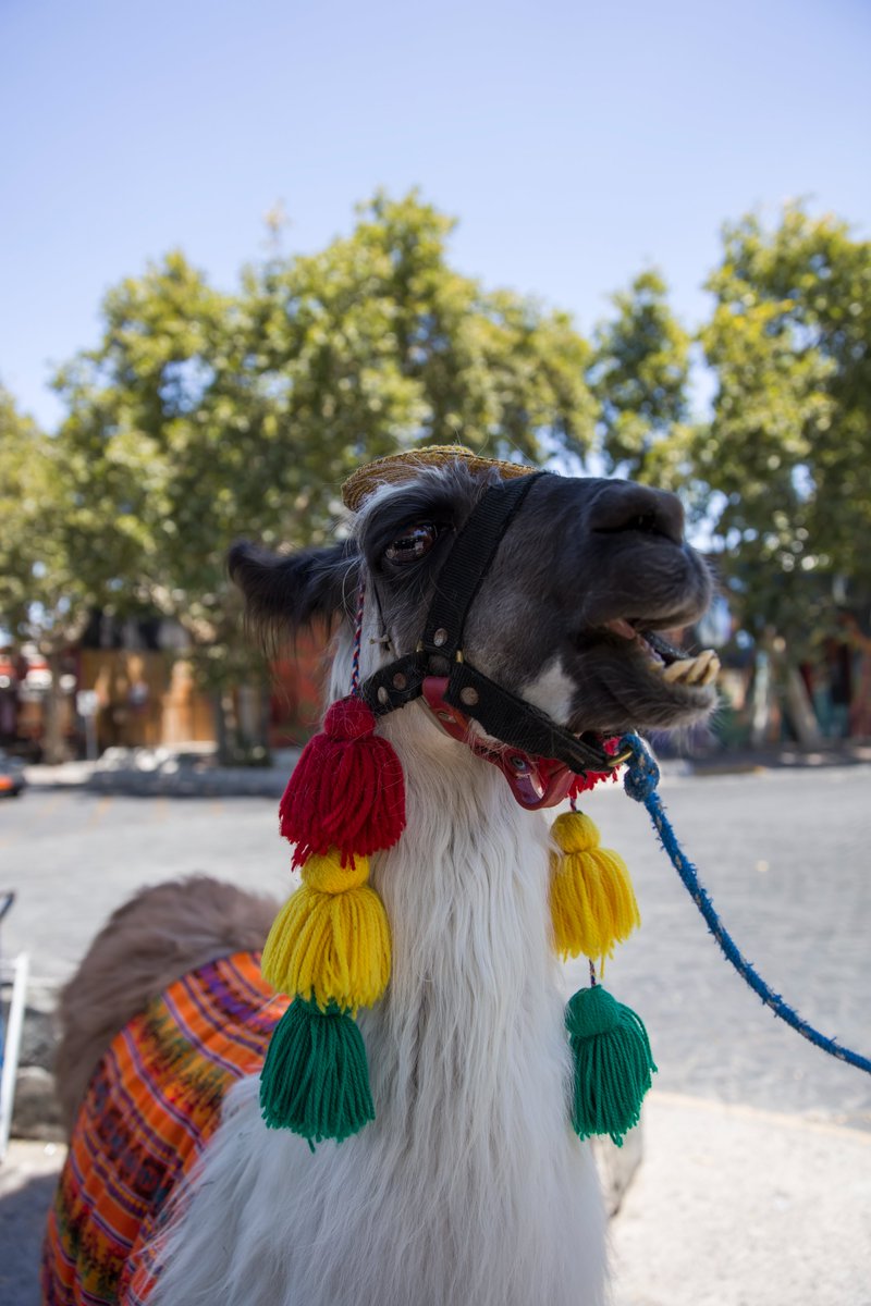 Edge (@edge0x) on Twitter photo Come join the Llama Community, plenty of opportunities coming up if you can't get in <a href="/Llamaverse_/">Llamaverse</a> . Be sure to also look into <a href="/LlamascapeNFT/">Rebranded to NuCyber.</a> & @WhitelistPing as they are among the next teir coming from @LlamaLabsNFT. We are strong in $SPIT AKA culture PFFFFFF💦
#LlamaFollowLlama Come join the Llama Community, plenty of opportunities coming up if you can't get in <a href="/Llamaverse_/">Llamaverse</a> . Be sure to also look into <a href="/LlamascapeNFT/">Rebranded to NuCyber.</a> & @WhitelistPing as they are among the next teir coming from @LlamaLabsNFT. We are strong in $SPIT AKA culture PFFFFFF💦
#LlamaFollowLlama
