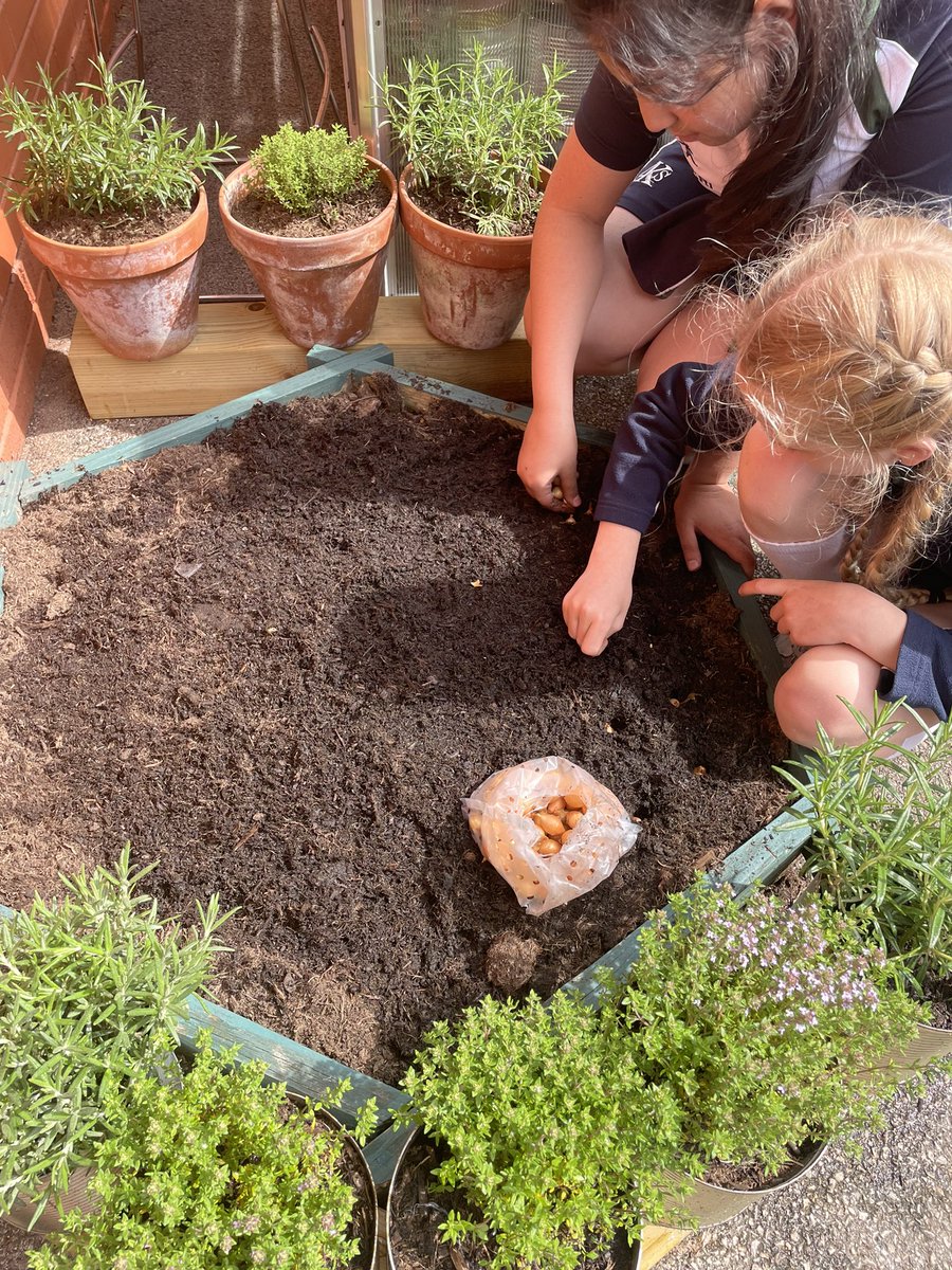 Year 6 <a href="/AKSPrepSchool/">AKS Nursery and Preparatory School</a> loving our new kitchen greenhouse <a href="/AKSSchool/">AKS Lytham</a> ❤️