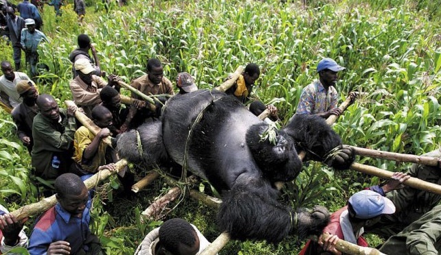 uponly22's tweet photo. How apes be like.. You don't marry the bags, they forcefully marry you 😂 https://t.co/EskRskHeYG