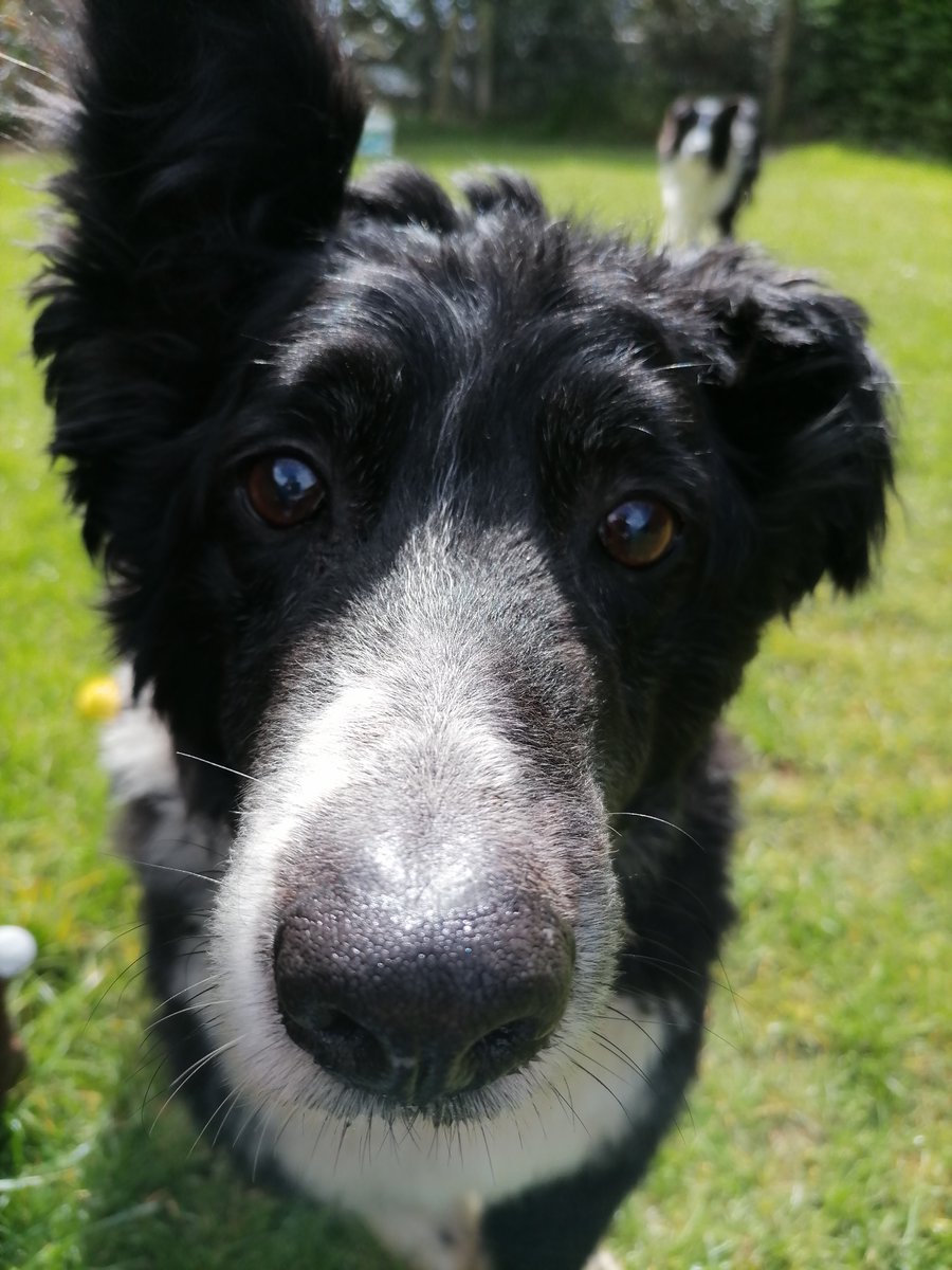 blueleafredtree's tweet photo. So this will be the last image of #StudioDogRoy after all the years of photos and videos on here of him... Feel very lucky and grateful for my truly exceptional boy. His 2.5 year old apprentice Jake now takes on the mantle, graduating from #StudioRogueJake to #StudioDogJake. https://t.co/OAKlnjh2ir